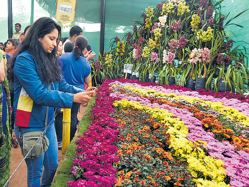 GORGEOUS A visitor captures the floral fiesta at Lalbagh. DH PHOTO