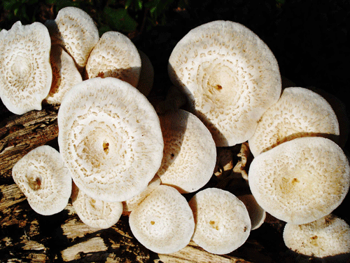 Researchers, including Vikineswary Sabaratnam from the University of Malaya in Malaysia, analysed the health benefits of edible and culinary mushrooms. dh file photo