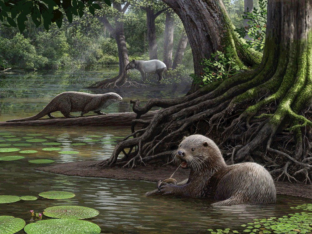 The species, named Siamogale melilutra, belongs to an ancient lineage of extinct otters that was previously known only from isolated teeth from a different, much older species that was recovered in Thailand. Picture courtesy Twitter