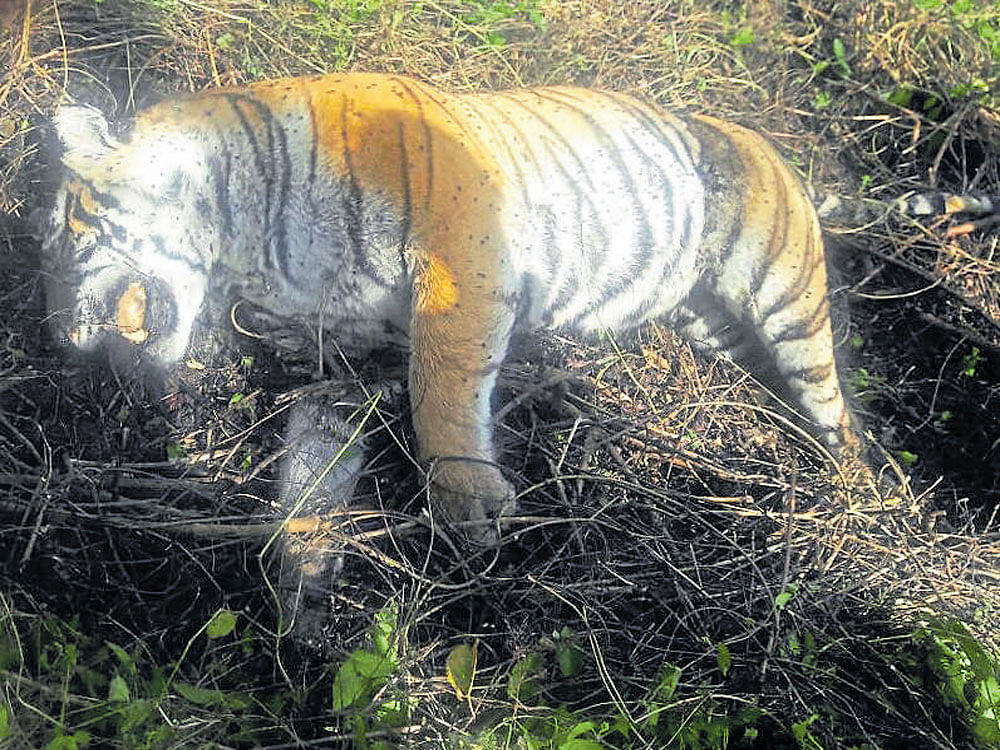 A tiger that was found dead at Kumatoor near Srimangala in Virajpet taluk of Kodagu district on Sunday.