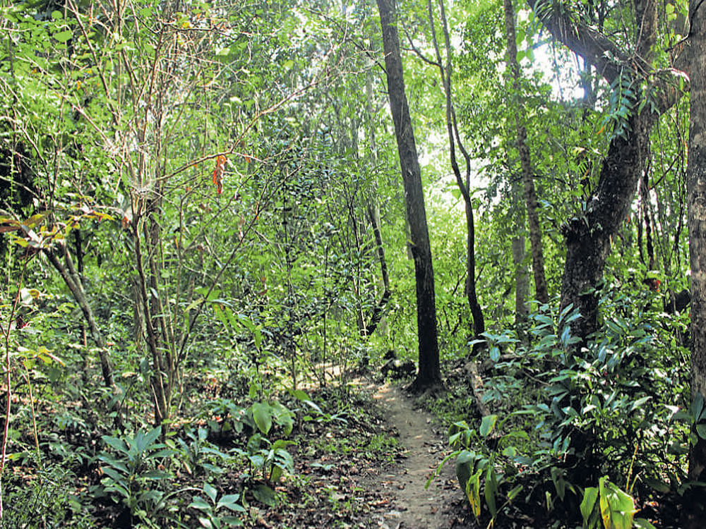 Afforestationwork has helped revive the forests at Punshilok, Manipur