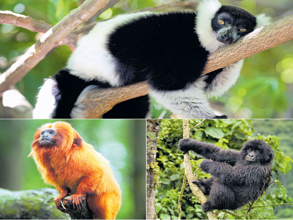 Golden lion tamarin, a species that has been saved fromextinction; black-andwhite ruffed lemur; a juvenile mountain gorilla. PHOTOS BY CONSERVATION INTERNATIONAL VIA NYT