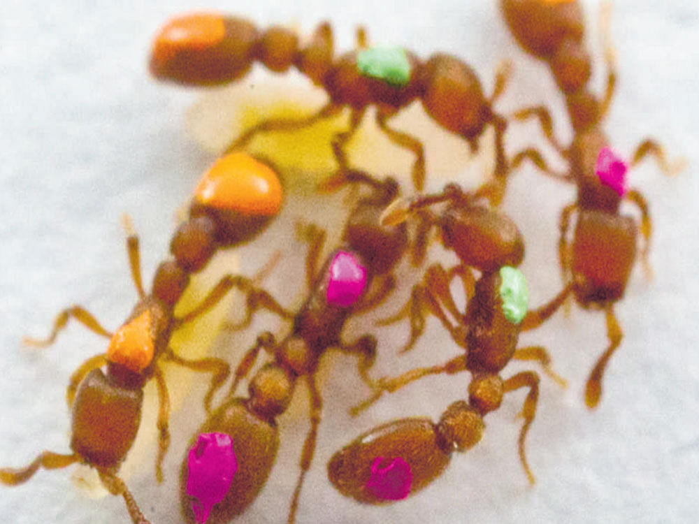 Ants marked with colour-coded paints to allow computers to monitor thei rmovements. PHOTO CREDIT: BEATRICE DE GEA/NYT