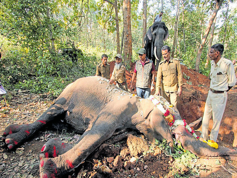 Indira, 90, arguably the oldest elephant in Karnataka died at the Sakrebailu elephant camp near Shivamogga on Monday.