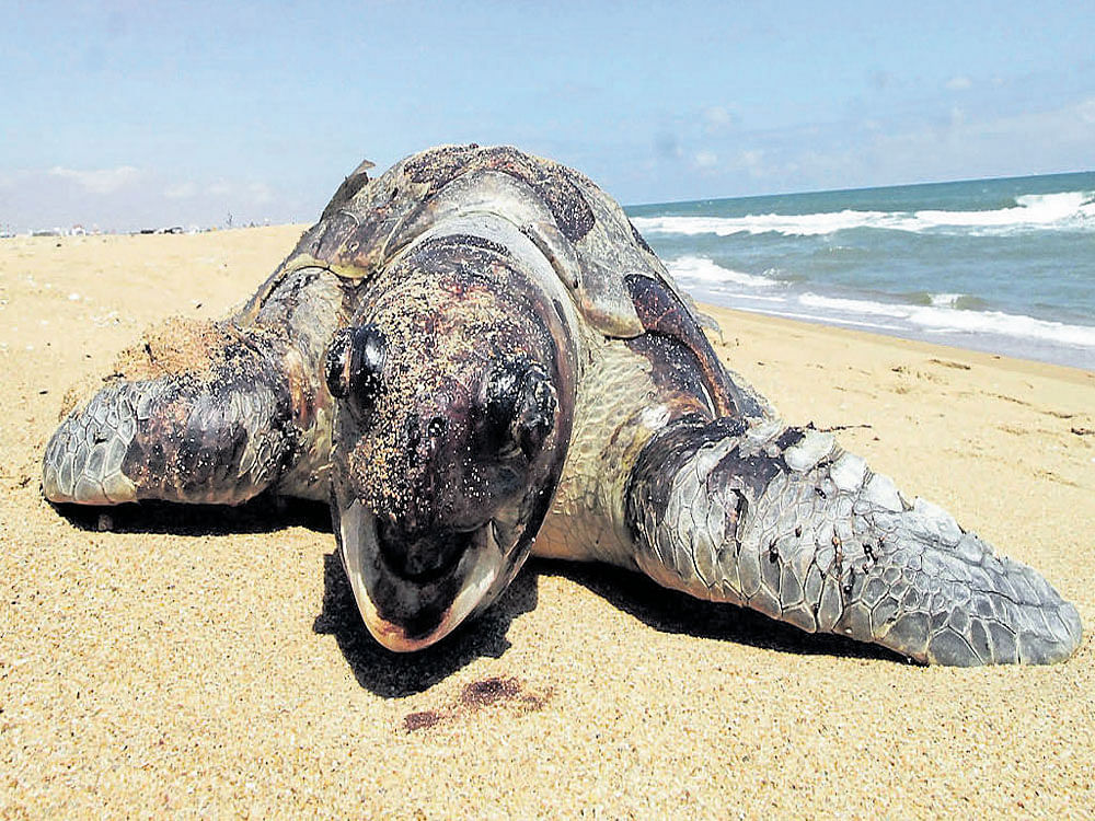 ECOLOGICAL DISASTER: A dead turtle that was washed ashore after oil spill at Kamarajar port. DH PHOTO