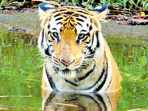 Venturing outside territory key reason for tiger deaths