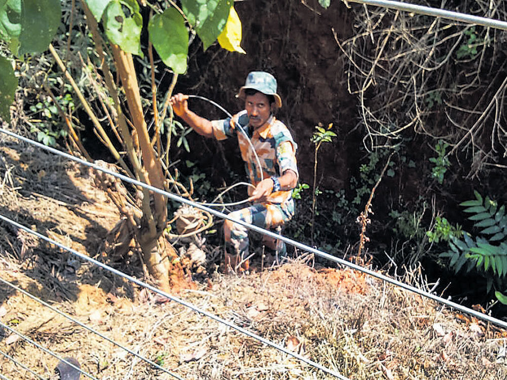 A forest official removes a snare placed at a coffee estate in Kodagu.