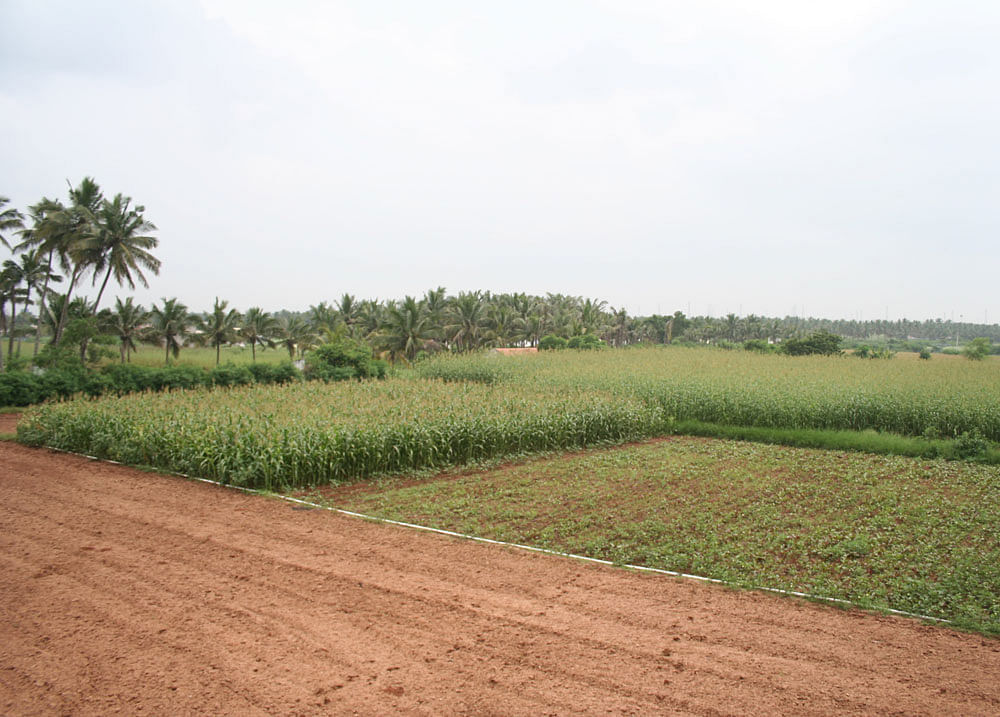Before: For a long time, having a farmland was all about doing agriculture and earning one's livelihood.