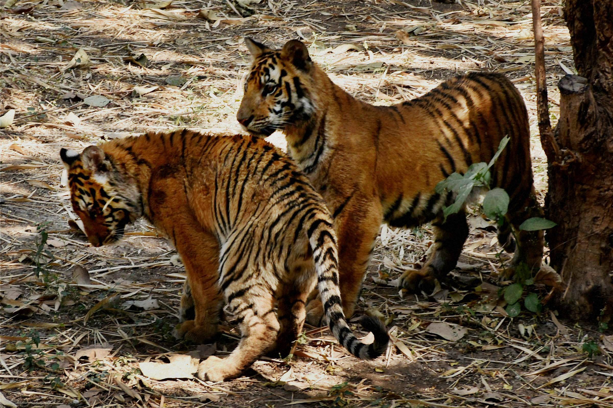 The mother of the three cubs was found dead on January 19 in a non-forest area in Shahdol district. Five people had been arrested for allegedly electrocuting the tigress.