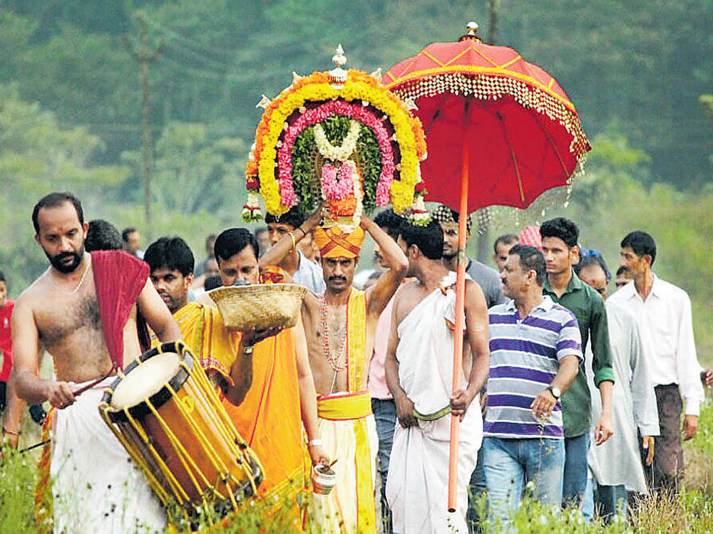 nature & culture The festive procession of Arapattu Bhagwathy Temple in Kodagu district making its way across the fields. PHOTO BY ASHOKA BIDDAPPA MUKKATIRA