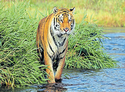 The recent count of the big cat has revealed that around 2,200 Royal Bengal Tigers and 7,910 leopards are present in 13 tiger reserves in the country, he said, adding it was determined through camera trap method now in use. Experts from all the 13 tiger reserves of the country stressed on greater flexibility to increase tiger habitat and other favourable measures that could boost the population of the big cat. File photo
