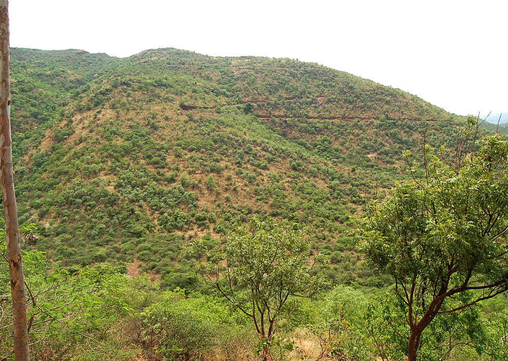 Kappatagudda is an ecologically sensitive forest area that is rich in flora and fauna. The decision to declare it as conservation reserve was taken by the State Wildlife Board in 2013 when cricketer Anil Kumble was its vice-chairman. DH Photo