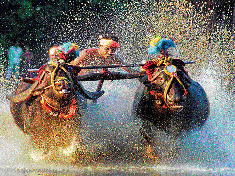 The clamour for Kambala was spurred by the success of the stir in Tamil Nadu for allowing Jallikattu (taming of bull), which led to the state government bringing a similar amendment to the Central act. Kambala Committees and various Kannada organisations had held protests at several places against the ban. File photo