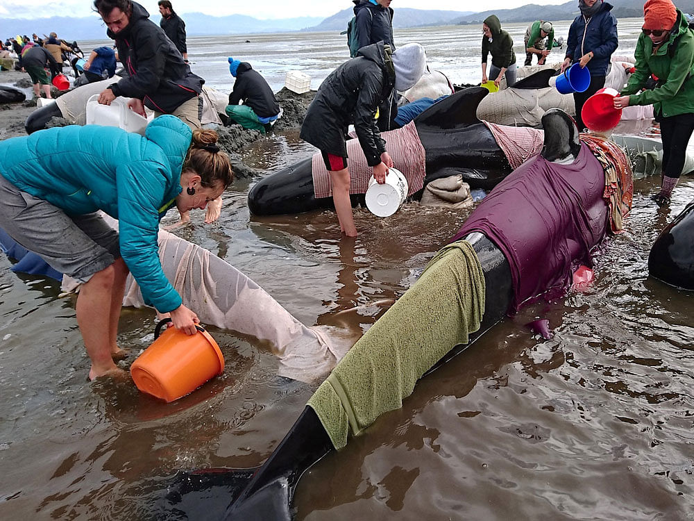 Volunteers try to keep alive some of the hundreds of stranded pilot whales after one of the country's largest recorded mass whale strandings, in Golden Bay, at the top of New Zealand's south island. Reuters Photo