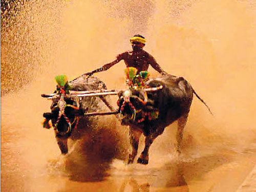 Piloting the Bill, Animal Husbandry Minister A Manju said Kambala was a traditional folk sport and involved no cruelty to animals and it was a 'popular will' that it be allowed. DH FIle Photo