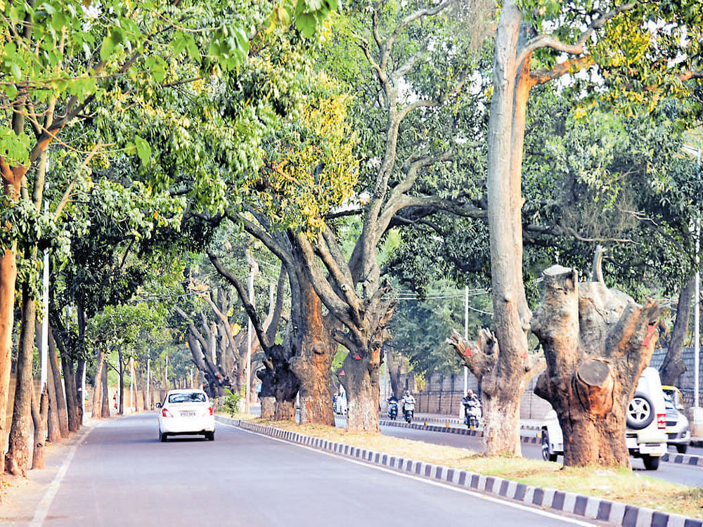 responsible approach Many citizens feel that people should plant more trees and not depend solely on the government.  DH Photo by B K Janardhan
