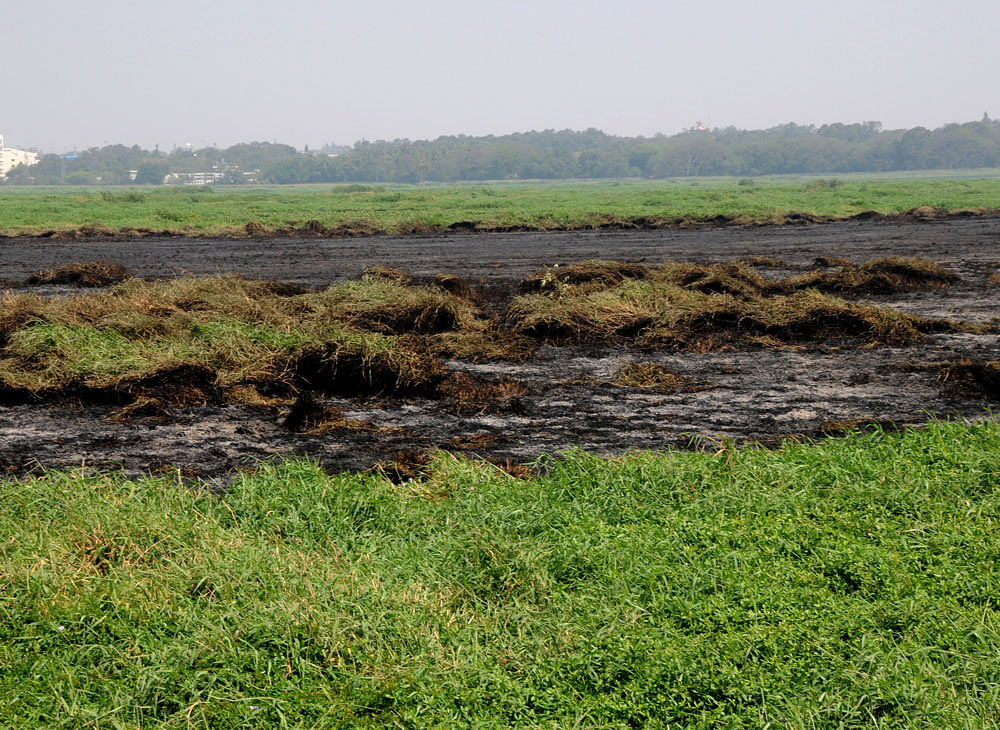 A burnt portion of Bellandur lake on Friday a day after the blazing fire. DH photo
