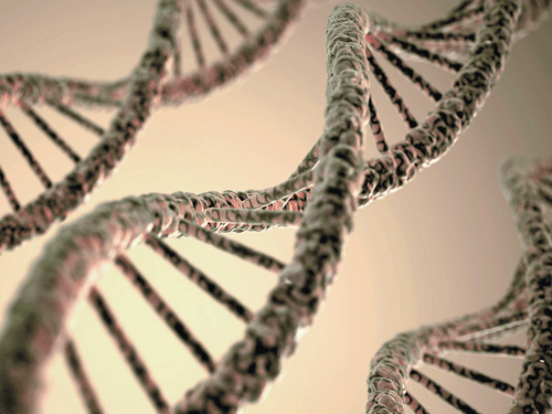 By discovering the gene networks that orchestrate this process, researchers have singled out new therapeutic targets that could prevent neuron loss. Some forms of Parkinson's are caused by mutations in the genes PINK1 and PARKIN, which are instrumental in mitochondrial quality control. Fruit flies with mutations in these genes accumulate defective mitochondria and exhibit Parkinson's-like changes, including loss of neurons. Reuters file photo