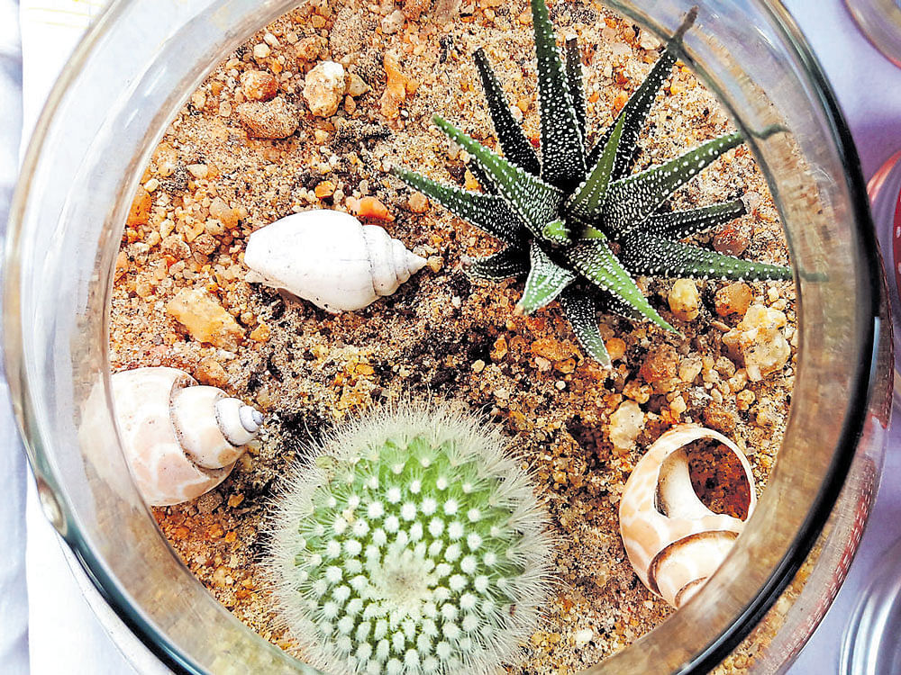 Anushree uses fish bowls of various sizes to make terrariums and ceramic tea cups and coffee mugs as planters
