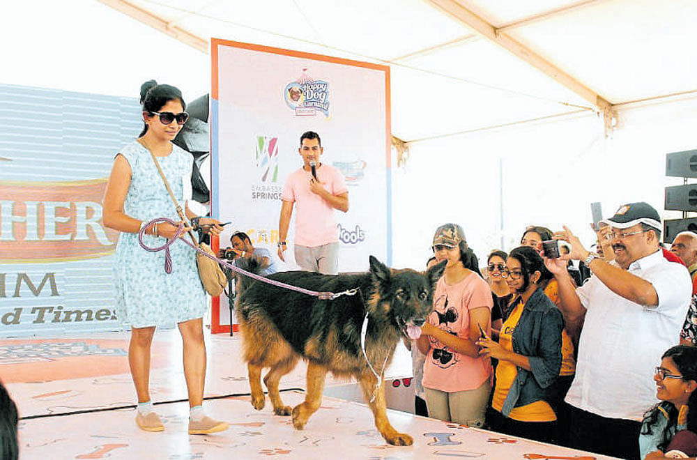 A woman helps her dog walk the ramp during the 'Happy Dog  Carnival 2017' in the city on Sunday.