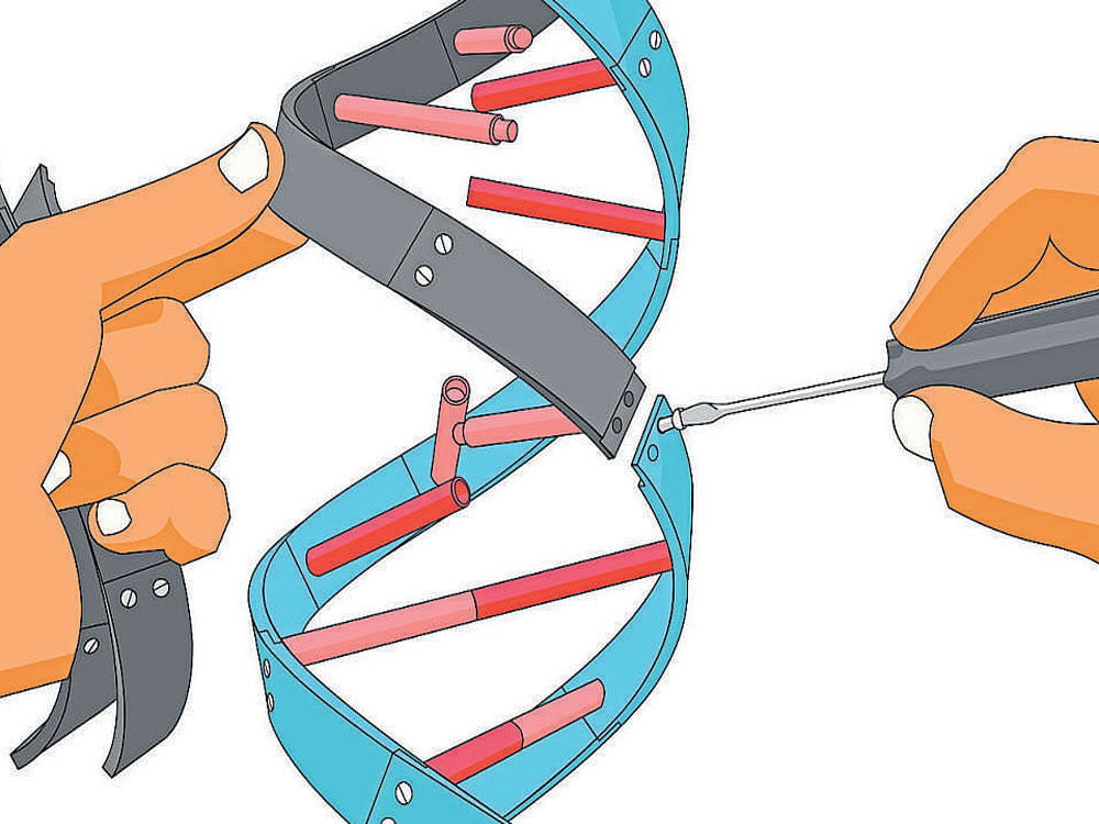 A gene-editing tool called CRISPR-Cas9 allows researchers to snip, insert & delete genetic material with increased precision. REPRESENTATIVE IMAGE