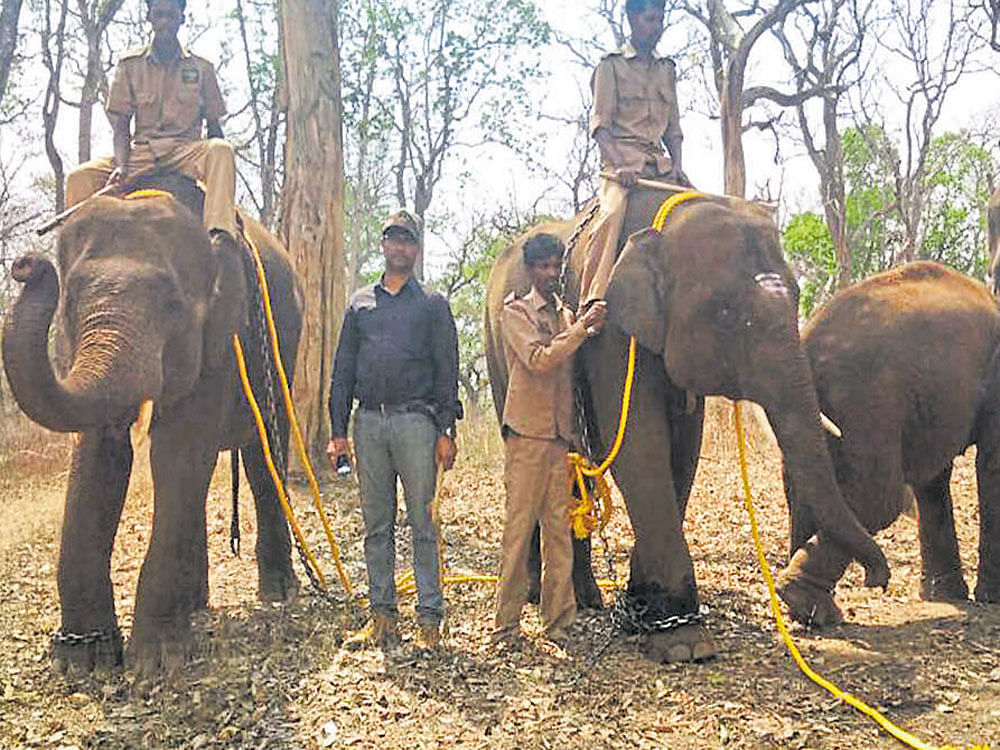 Elephants from Mathigodu near Gonikoppa get ready to travel to Uttarakhand. dh photo
