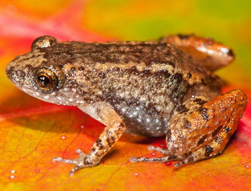 The study conducted by two Delhi University-based researchers with five years of extensive explorations in the Western Ghats said that these frogs were overlooked earlier because of their insect-like calls and secretive habitats. Image credit: SD Biju