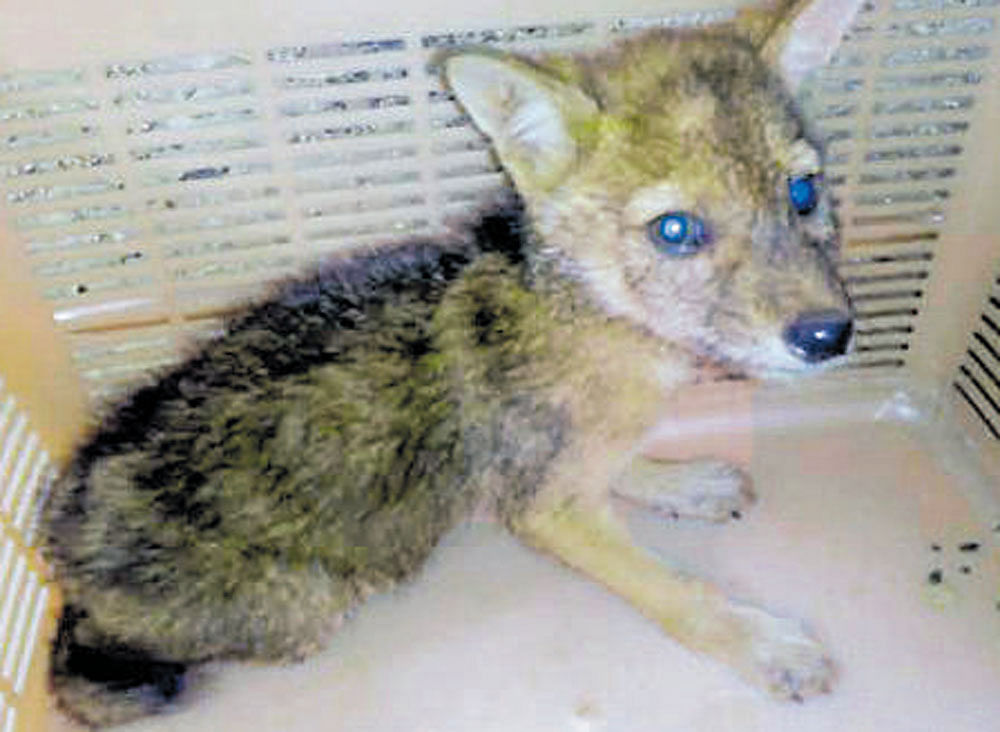 The jackal pup rescued from the farmhouse.