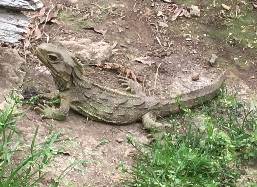 The Sphenodon or tuatara is a relatively large lizard-like animal that once lived on the main islands of New Zealand but has been pushed to smaller, offshore islands by human activity.