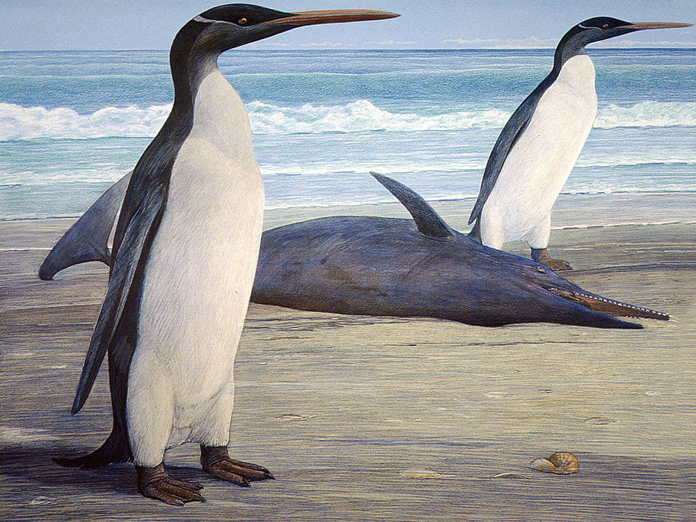 The new find dates back to the Paleocene era and counts among the oldest penguin fossils in the world. The bones differ significantly from those of other discoveries of the same age and indicate that the diversity of Paleocene penguins was higher than previously assumed. Image for representation purpose