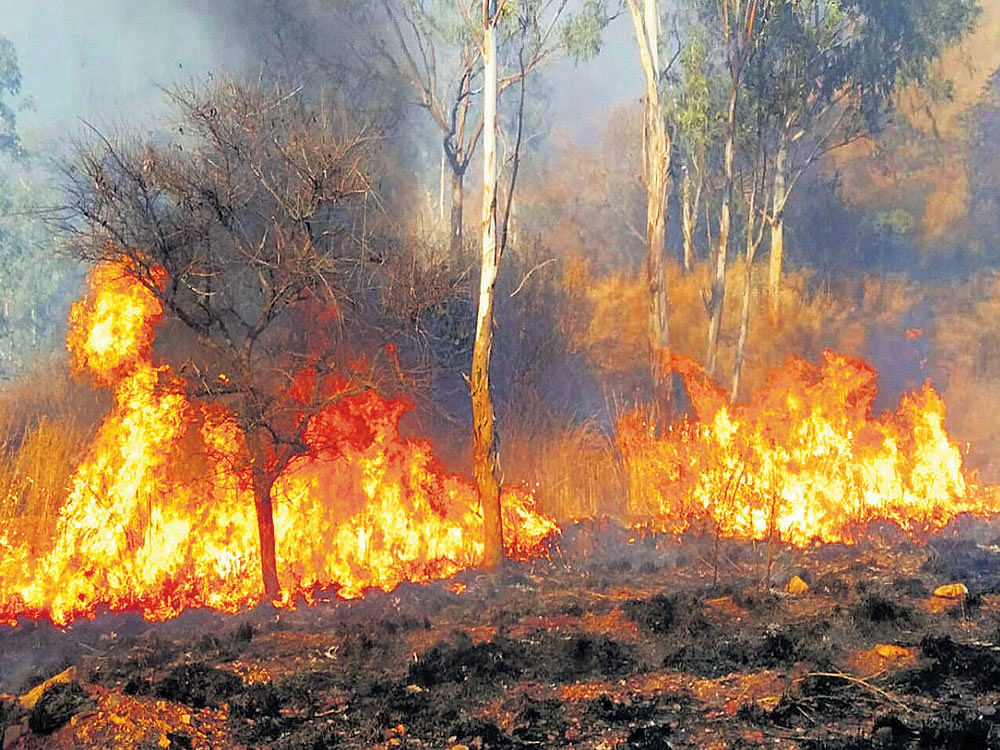 Wildfire in the Karighatta forest, Srirangapatna taluk, Mandya district, on Friday. DH Photo.