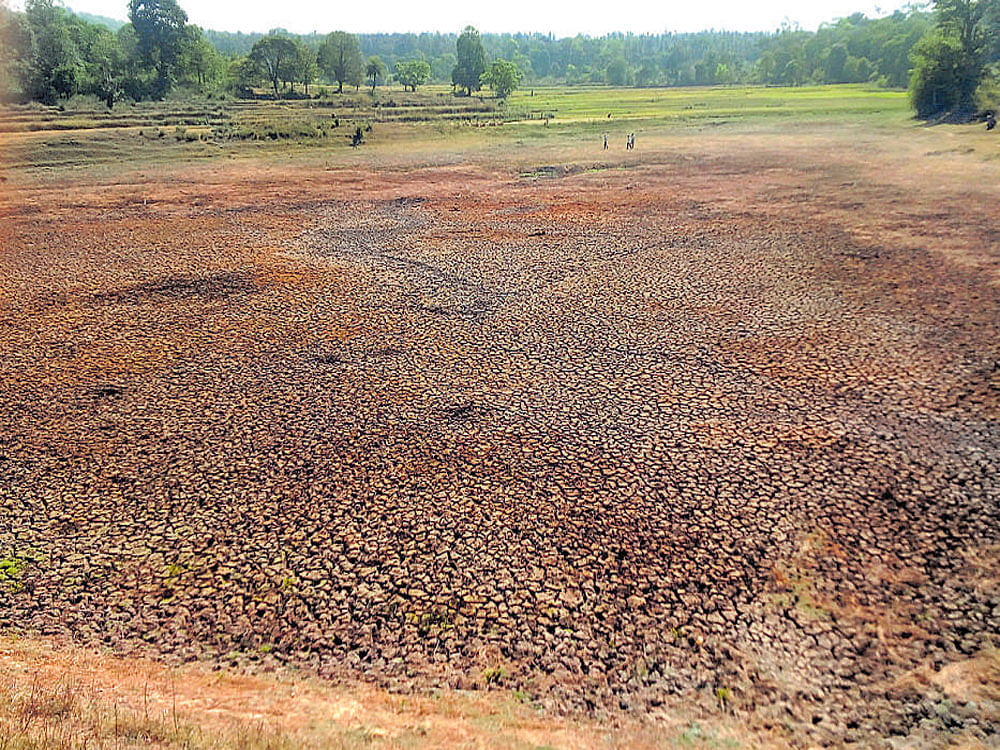 A view of a huge lake that had has dried at Neerugunda village of Somwarpet taluk. DH photo