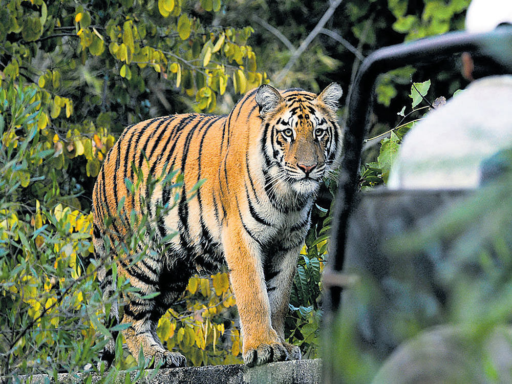 The director of Corbett Tiger Reserve has been removed from his post following a controversy over shoot-at-sight order issued by him in the national park to check the activities of poachers. DH file photo