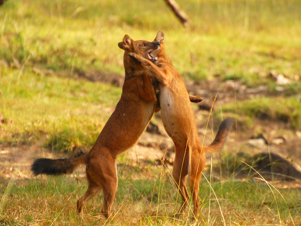 Dholes are among the least studied large carnivores in the world and unlike many other social carnivores, dholes occur at low densities in dense tropical forests. DH file photo