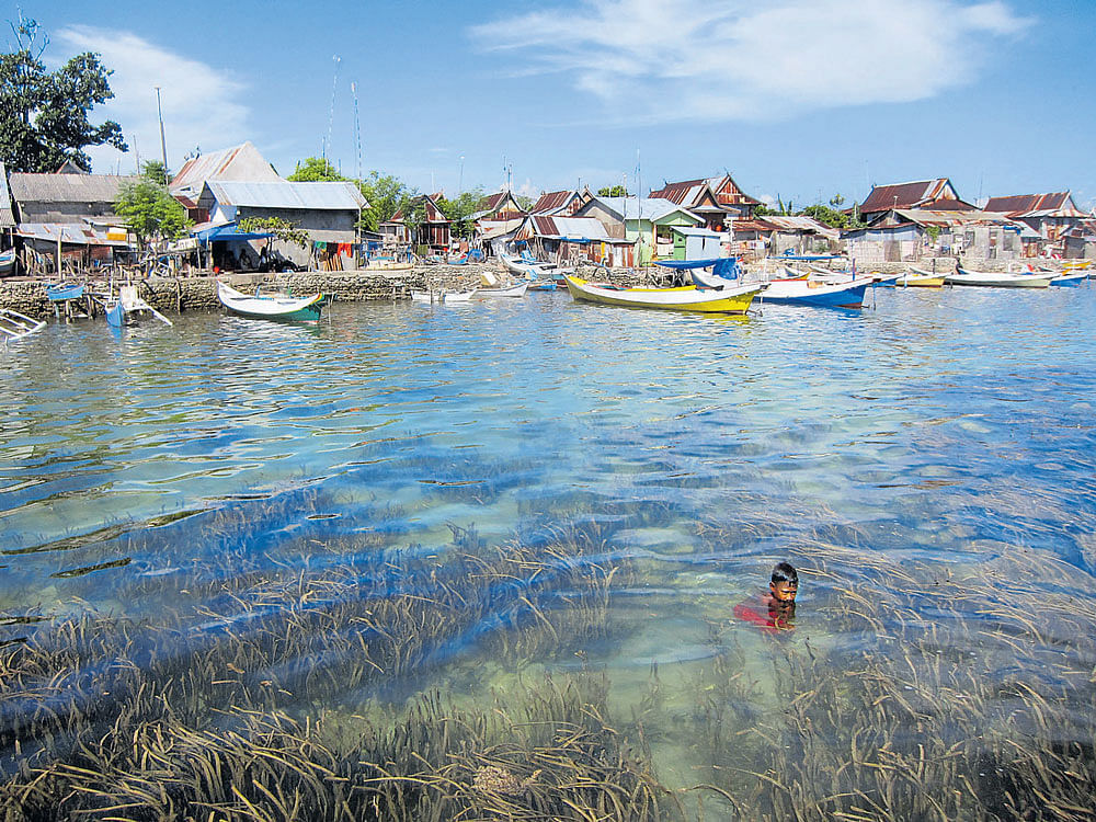 ecological cornerstone Vast mixed-species seagrass meadows in the Spermonde archipelago, Indonesia; (below) fish and invertebrates live alongside seagrass meadows. PHOTo credit: Joleah Lamb & Margaux Hein via nyt