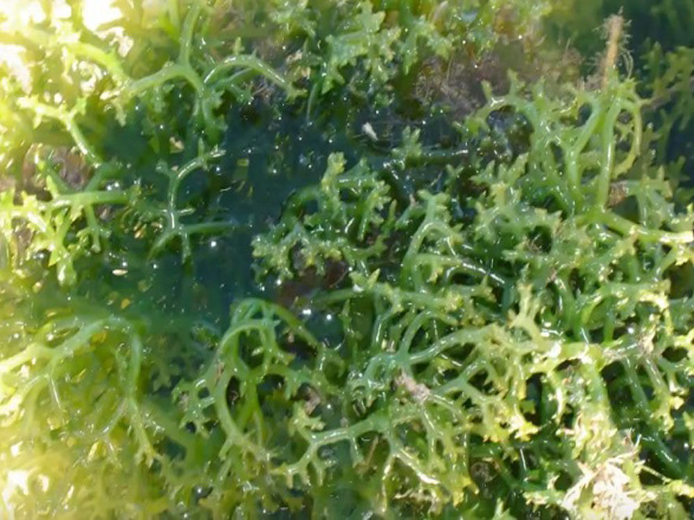 Nutrients needed for this transition from a primitive ancestor to modern Homo sapiens were available in seaweeds. File Photo.