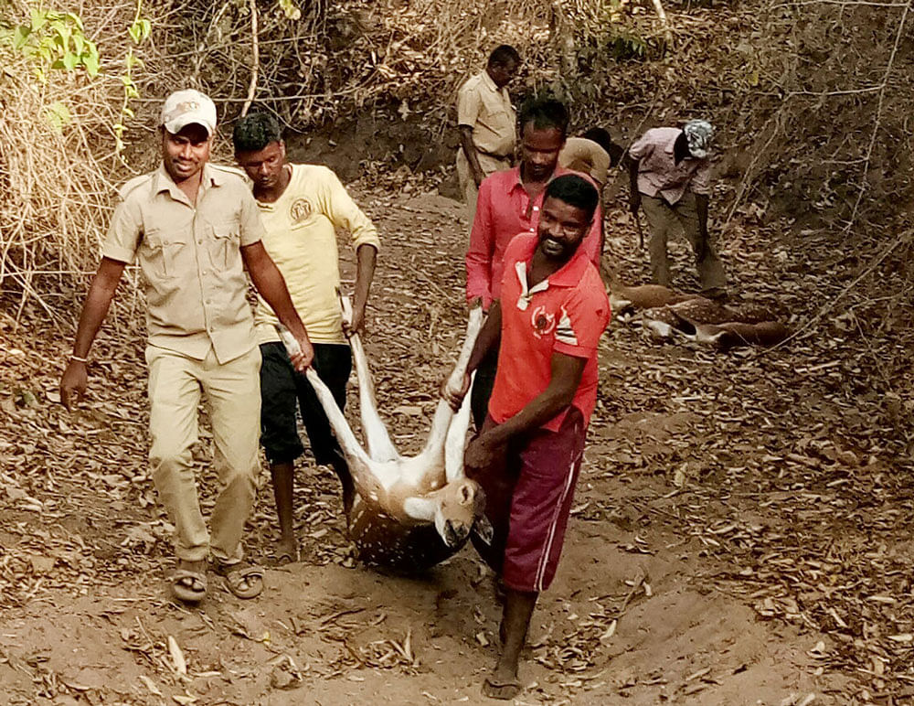 Forest personnel shift carcass of deer that died at Nagarhole National Park, on Thursday.