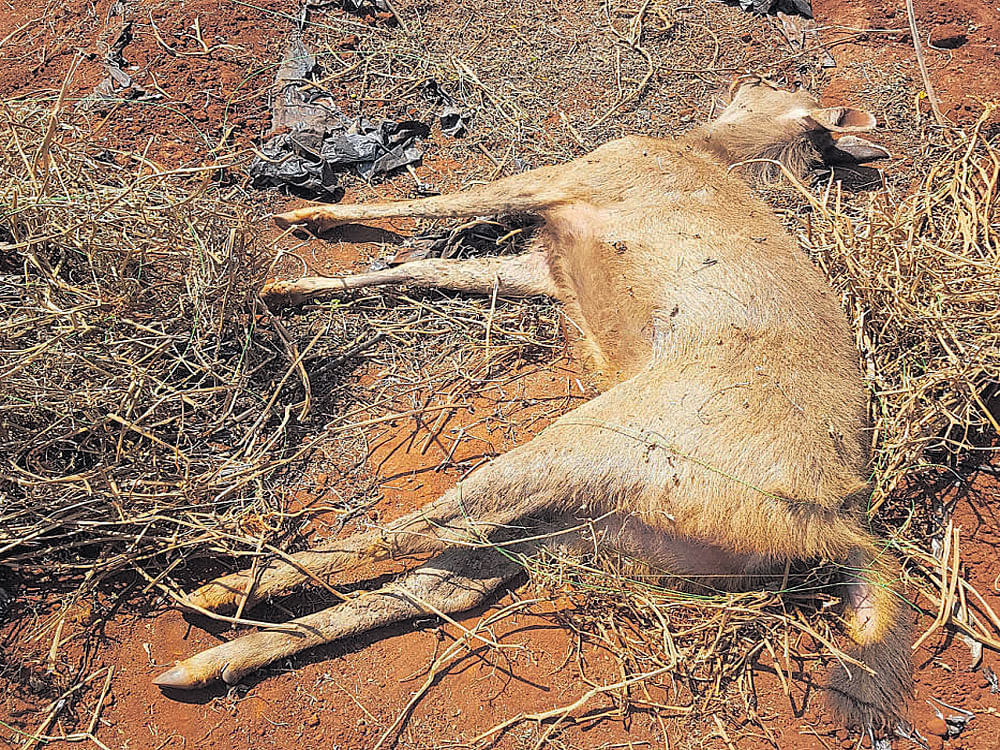 The carcass of a male deer was found on a field near Hondarabalu village under Biligiri Ranganathaswami Tiger Reserve in Chamarajanagar taluk on Friday.