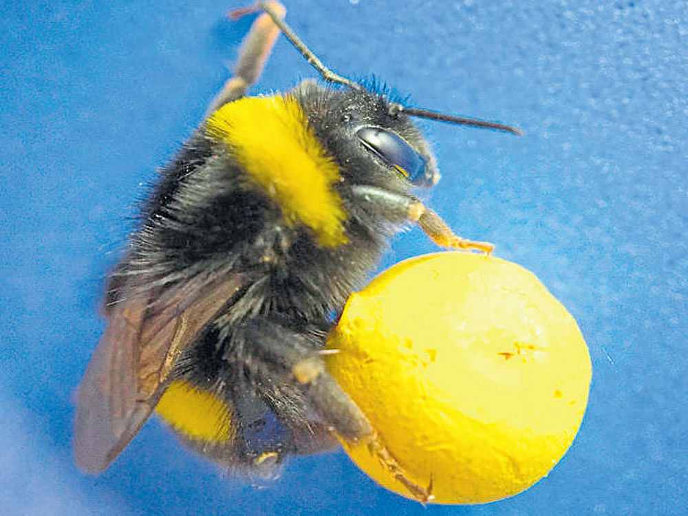 small but complex A bumblebee moving a sugar-laden ball.  PHOTO by Iida Loukola via nyt