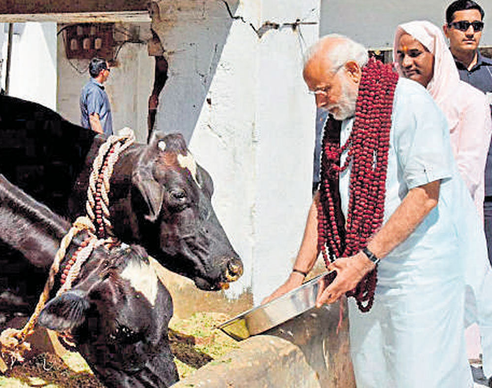 Prime Minister Narendra Modi feeds cows during a visit to the Gadhwa ashram in Varanasi on Monday. PTI