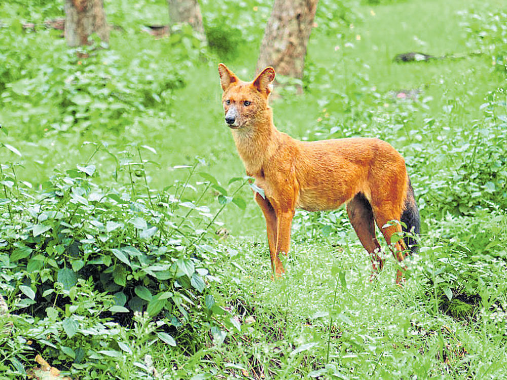 The study also points out that the home range size of dholes may vary as a function of prey species and possibly other habitat characteristics as well as pack size.