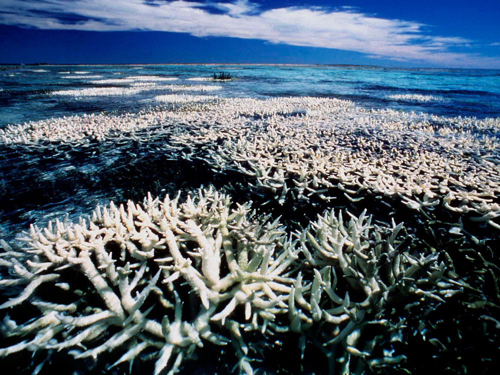 The bleaching is part of a global event affecting the world's coral reefs over the past two years.