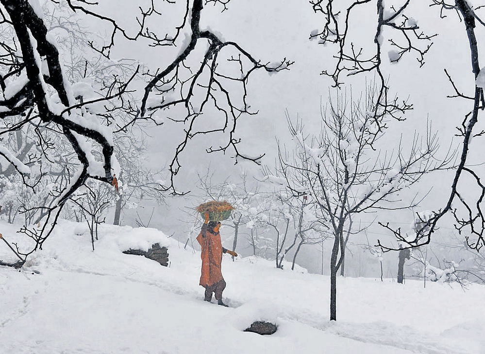 whiteout: A woman makes her way through fresh snowfall on the outskirts of  Srinagar on Friday. AFP