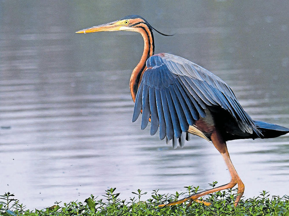 A purple heron at the lake. The lake has  become home to several migratory birds after its revival.