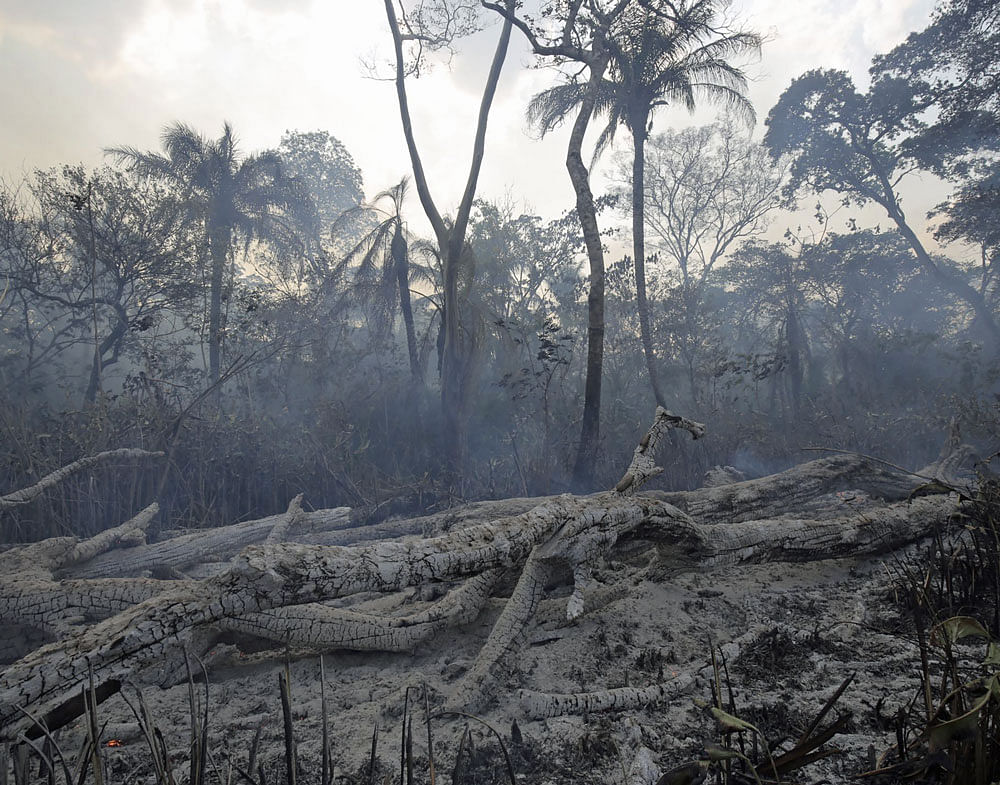 Accelerated: In Brazilian Amazon, the world's largest rainforest, deforestation rose in 2015 for the first time in nearly a decade. PHOTO CREDIT:&#8200;Jim Wickens/Ecostorm via NYT