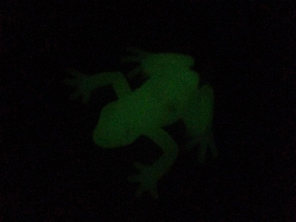 The ability to absorb light at short wavelengths and re-emit it at longer wavelengths is called fluorescence, and is rare in terrestrial animals. Until now, it was unheard of in amphibians. Image courtesy Twitter