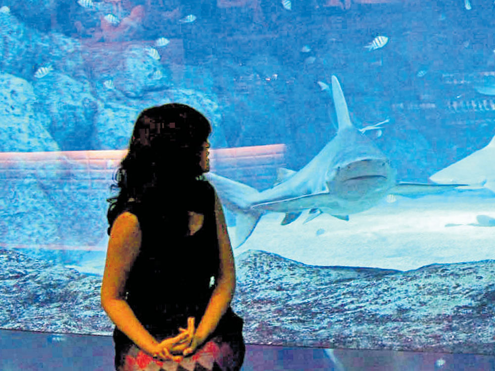 fascinating The author in front of the shark tank at the aquarium in Marine Life Park.
