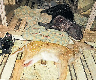 The carcasses of a wild  boar and spotted deer which were poached  on Thursday morning.