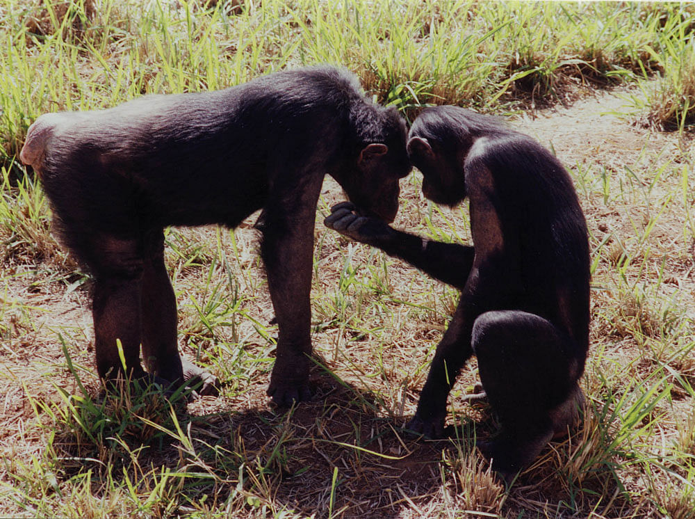 However, never before has a chimp been observed tending to the teeth of a deceased member of their group. Image for representation.