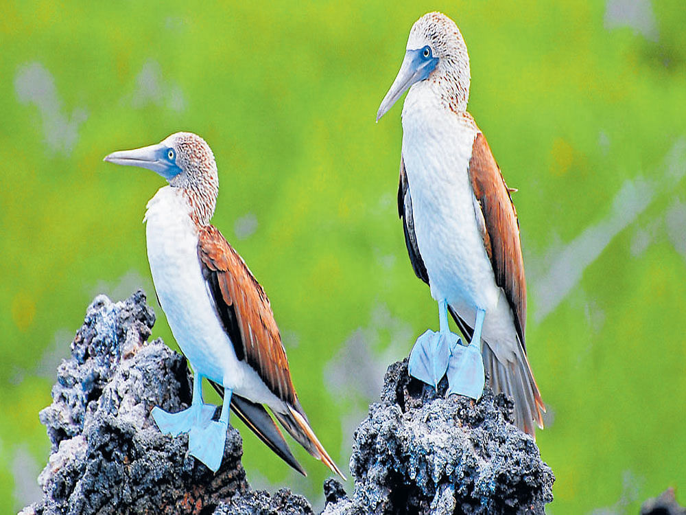 CHOOSY One of the traits that blue-footed boobies fixate on while choosing their partner is the relative blueness of a partner's feet.